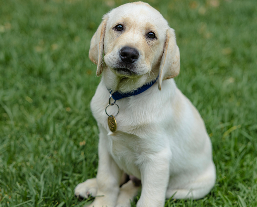 A yellow Labrador Retriever puppy with a blue collar and tag sits on green grass, looking slightly upward.