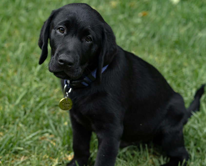 A black Labrador Retriever puppy with a blue collar and tag sits on green grass, looking slightly to the side.