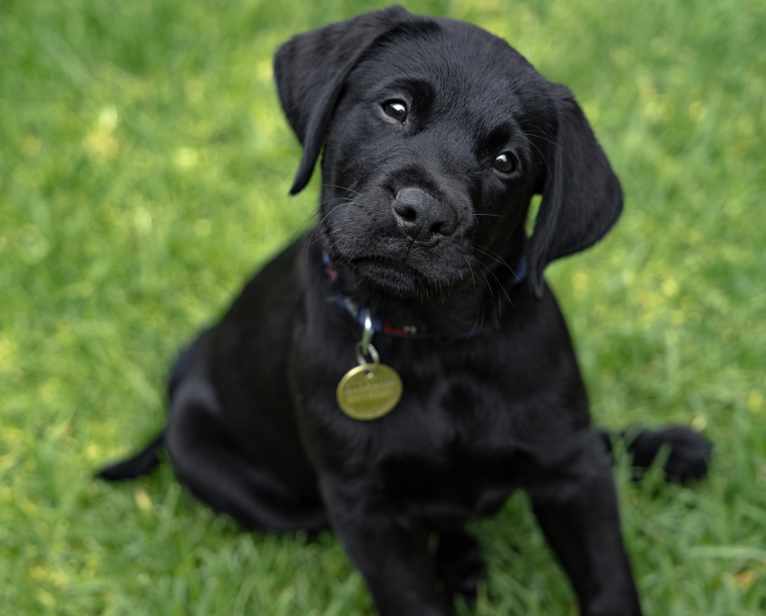 Black Labrador Retriever puppy sitting on grass, looking up with its head tilted, wearing a collar with a round tag.