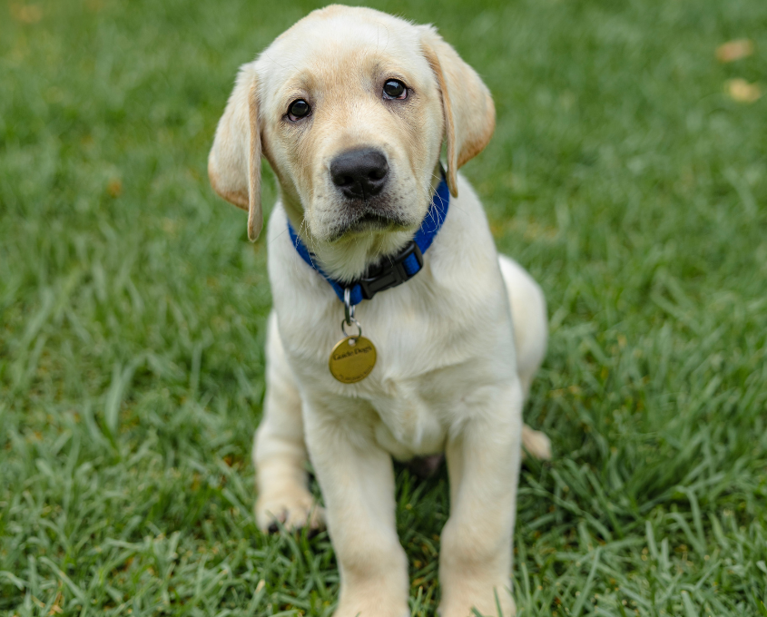 A yellow Labrador Retriever puppy with a blue collar and tag sits on green grass, looking toward the camera.