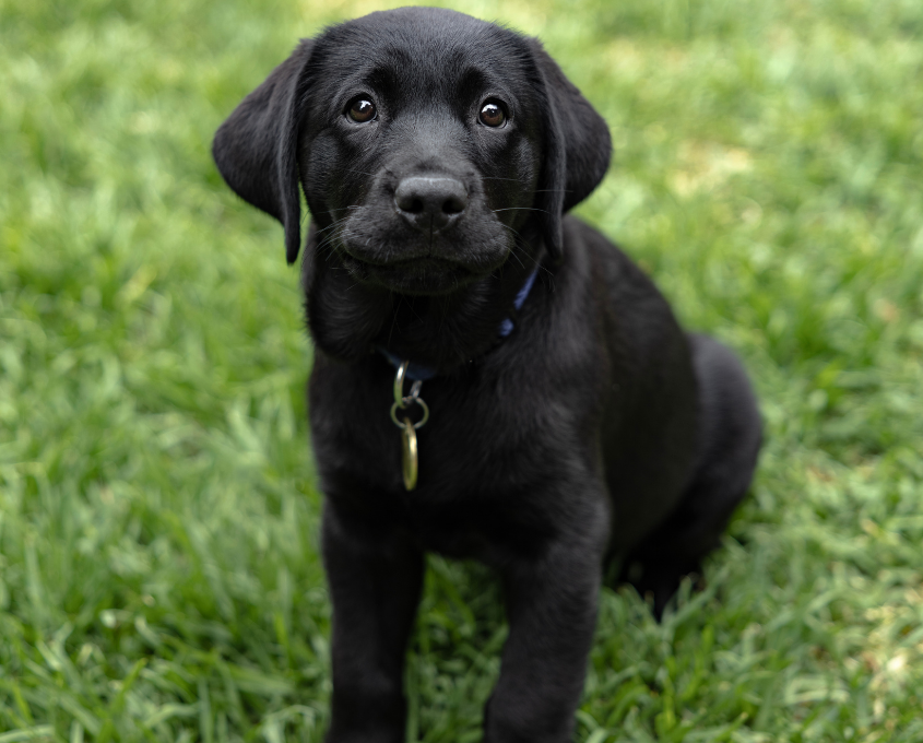 A black Labrador puppy wearing a collar sits on green grass and looks up toward the camera.