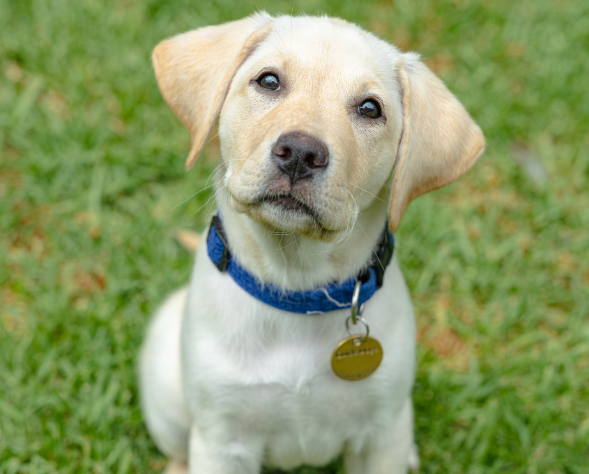 A yellow Labrador Retriever puppy with a blue collar and tag sits on green grass, looking up.