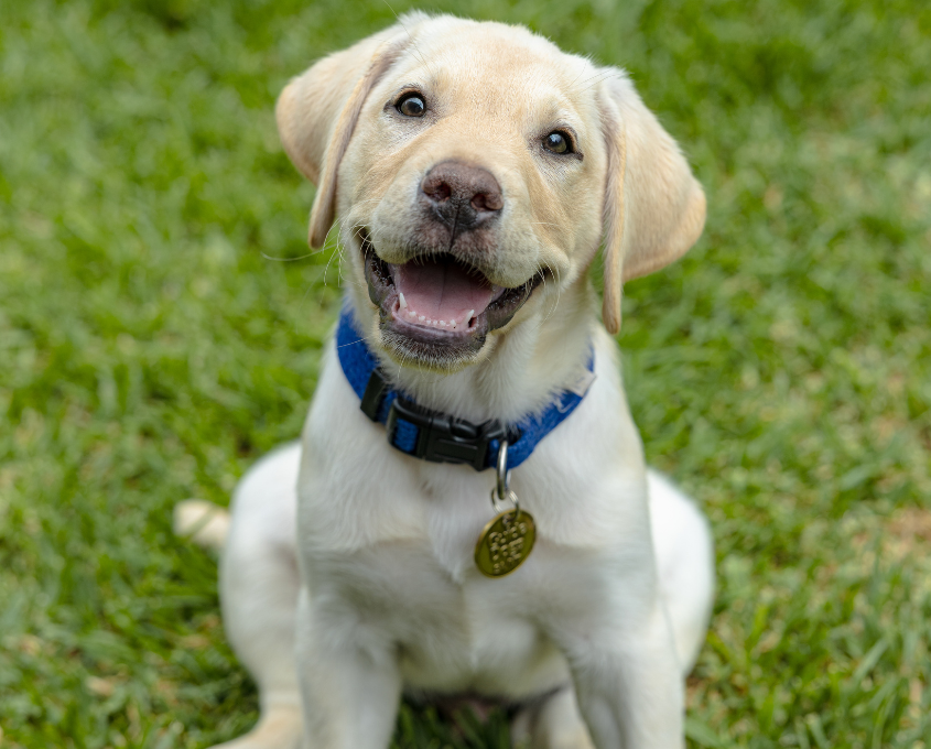 A yellow Labrador Retriever puppy with a blue collar sits on grass, looking up at the camera with its mouth open.