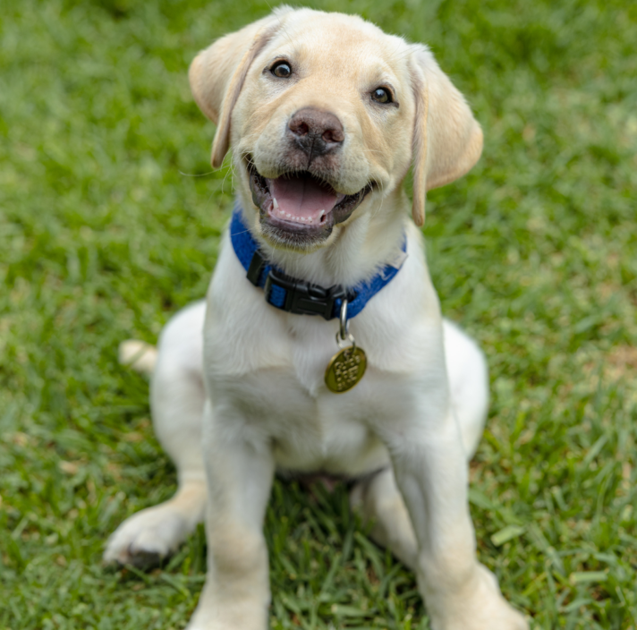 A yellow Labrador Retriever puppy wearing a blue collar with a tag sits on green grass, looking up with its mouth open.