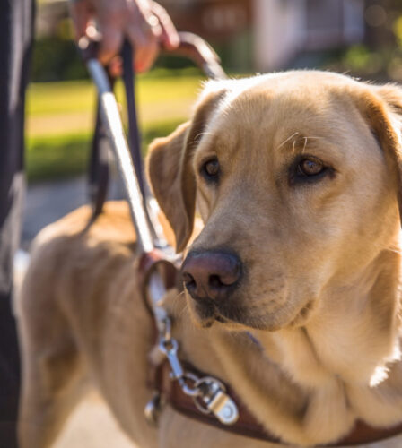 Guide Dogs is Australia’s ‘Most Trusted Charity’