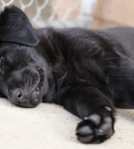 Fireworks tips for your dog