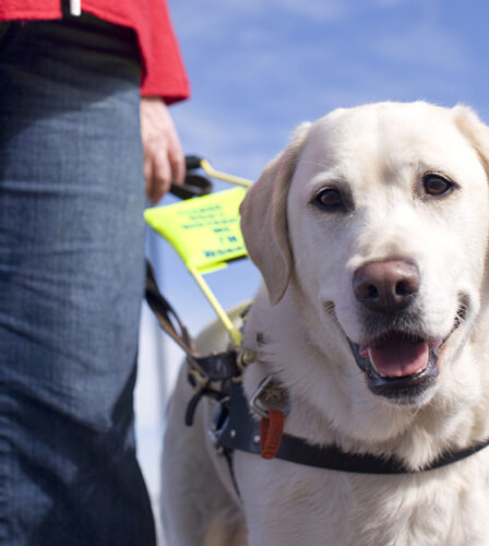 Guide Dogs Australia named ‘Most Trusted Charity’