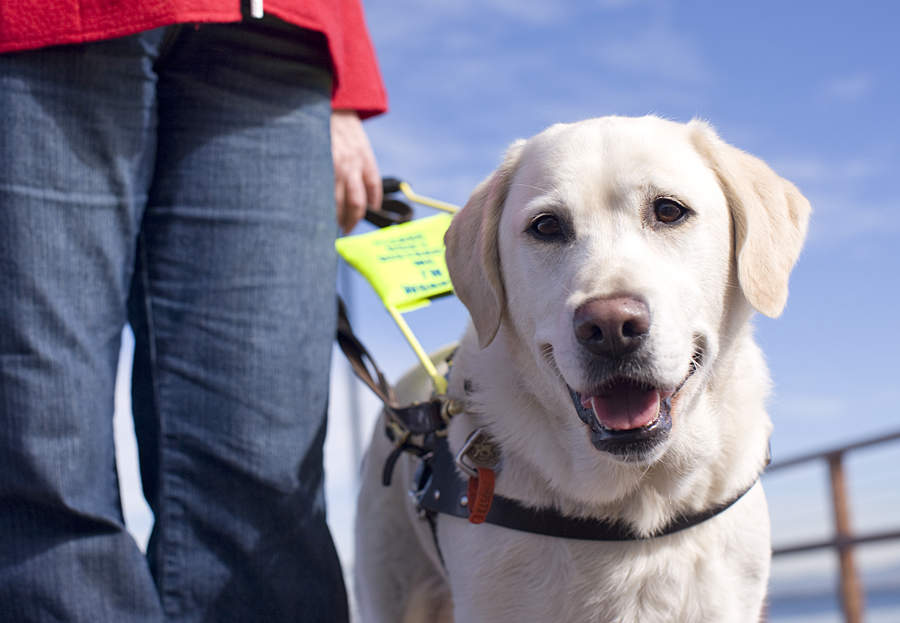 Guide Dogs Australia named ‘Most Trusted Charity’ - Guide Dogs Queensland