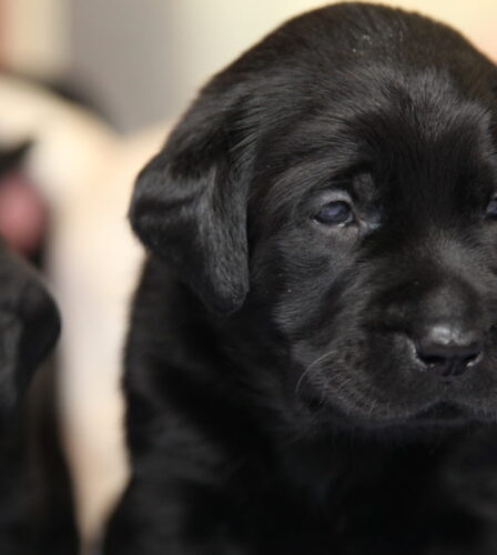 Festive foods your pooch should avoid