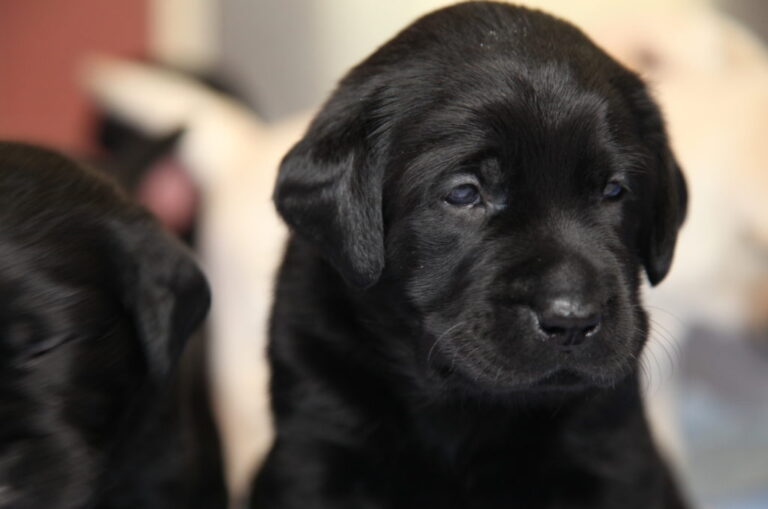 Festive foods your pooch should avoid