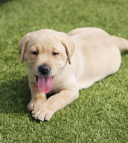 Meet the ‘K’ litter!