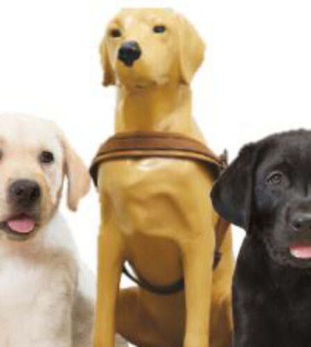 Have you fed a collection dog?