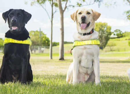 Guide Dogs named ‘Most Trusted Charity’ for sixth year