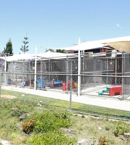 Giving our pups the best start