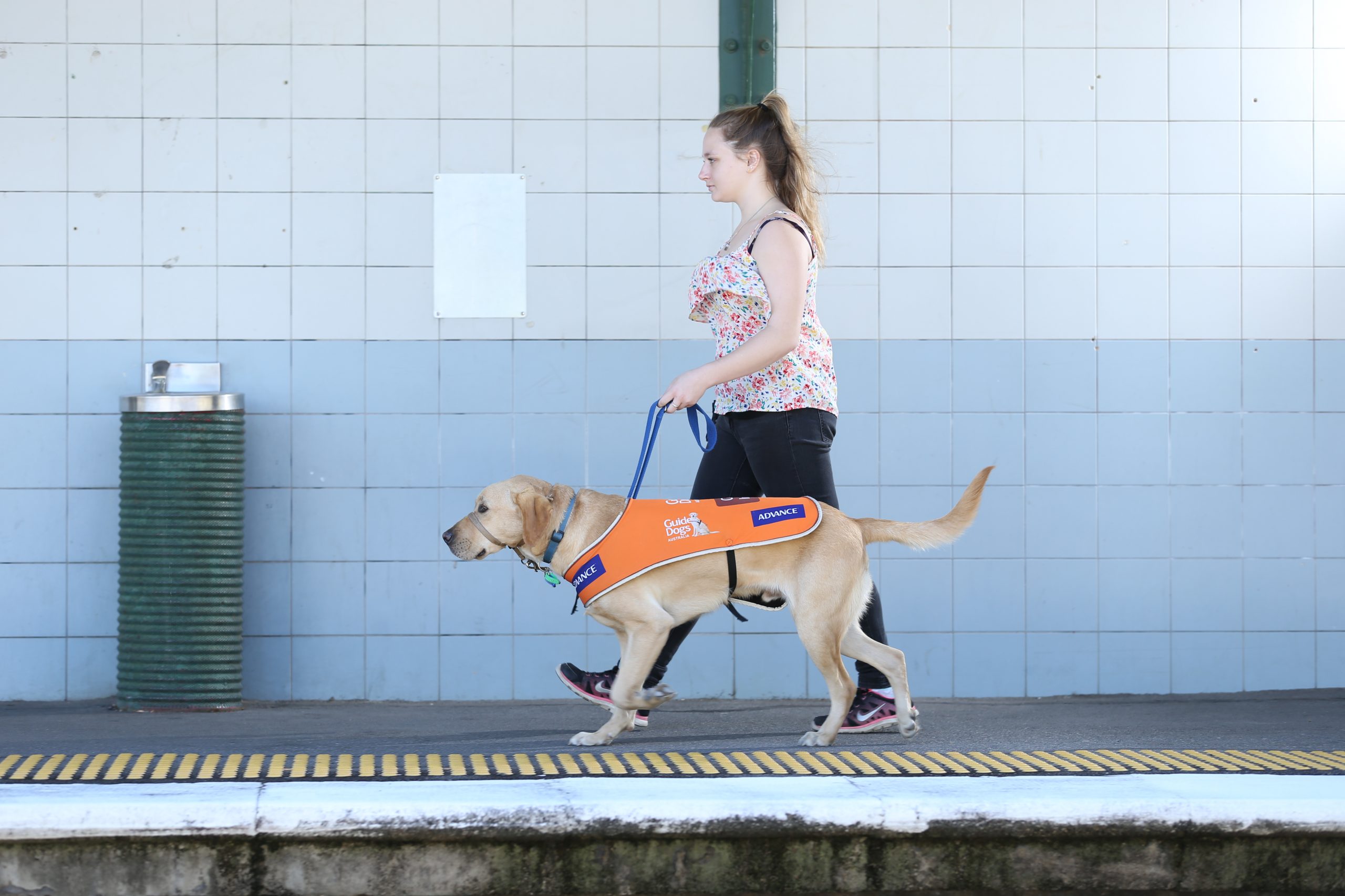 guide-dog-access-and-etiquette-guide-dogs-queensland