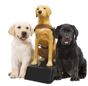 Host a Collection Dog