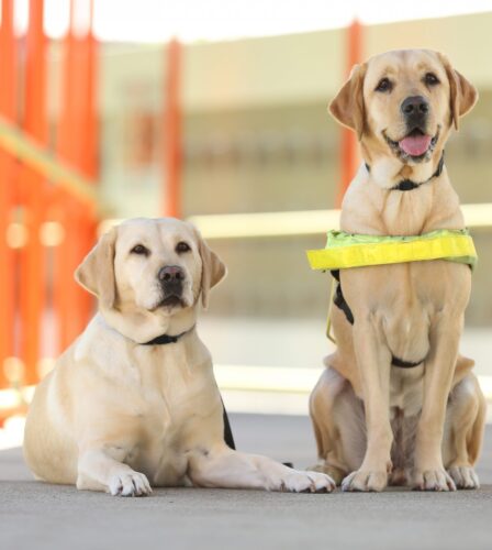 Calling on shoppers to Paws for a Cause at IGA