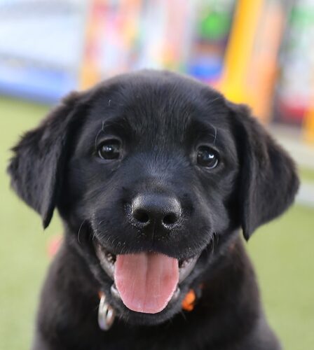 Meet the new  Puppy Pals litter