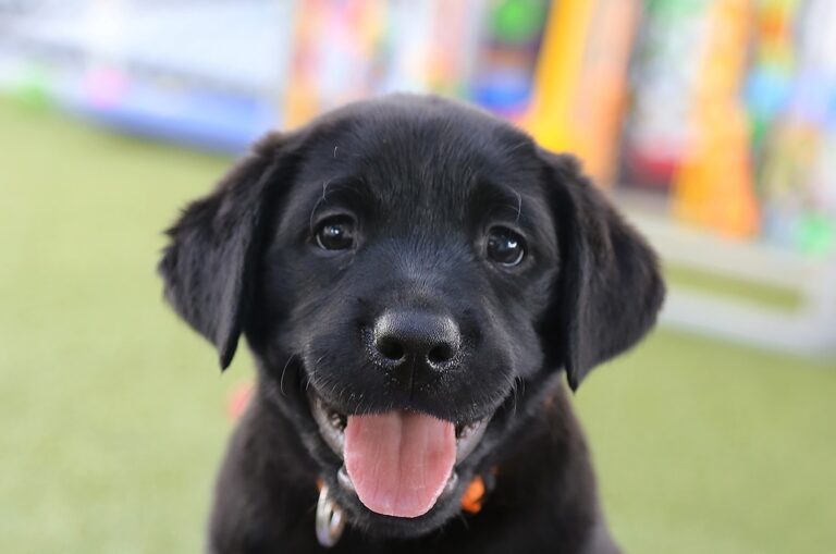 Meet the new  Puppy Pals litter