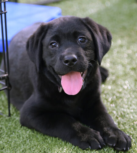 Vision Impaired Sunny Coasters