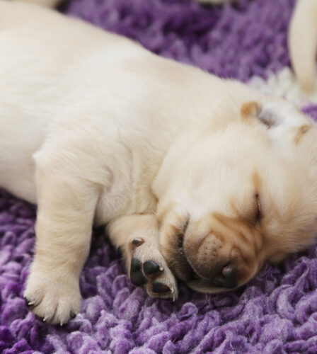 Introducing our Miracle Litter