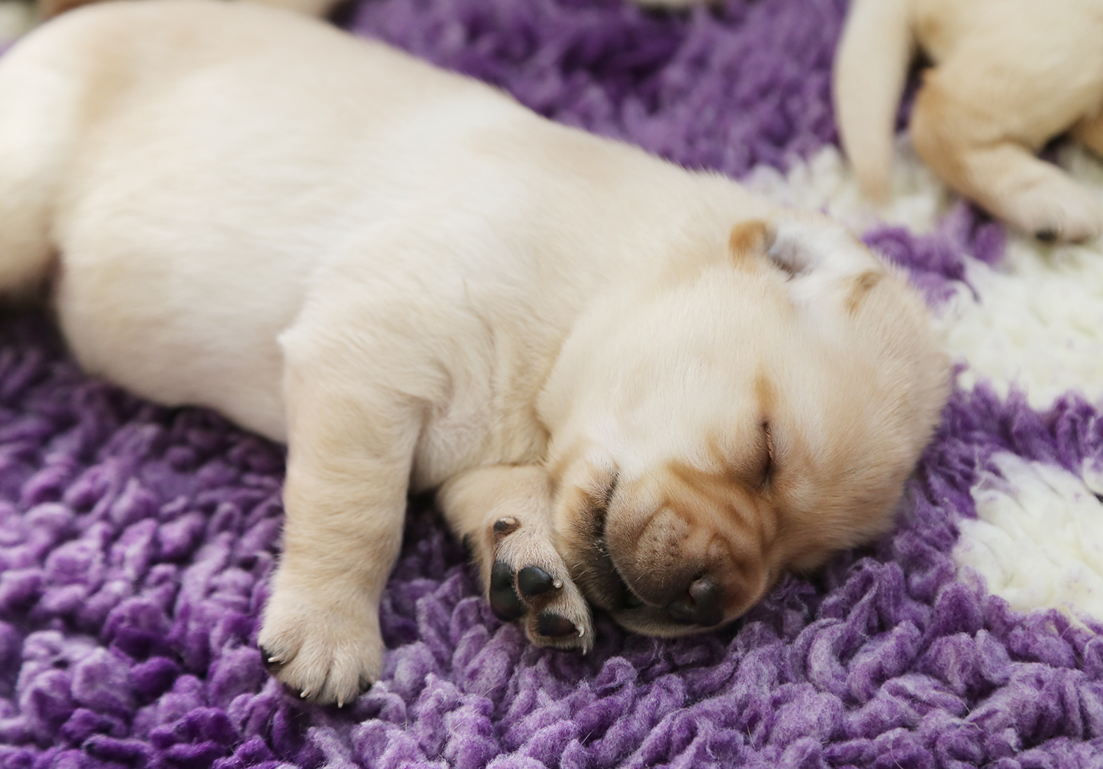 Introducing our Miracle Litter - Guide Dogs Queensland