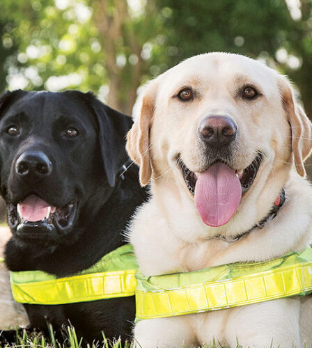 Guide Dogs Brand Ranking Announcement