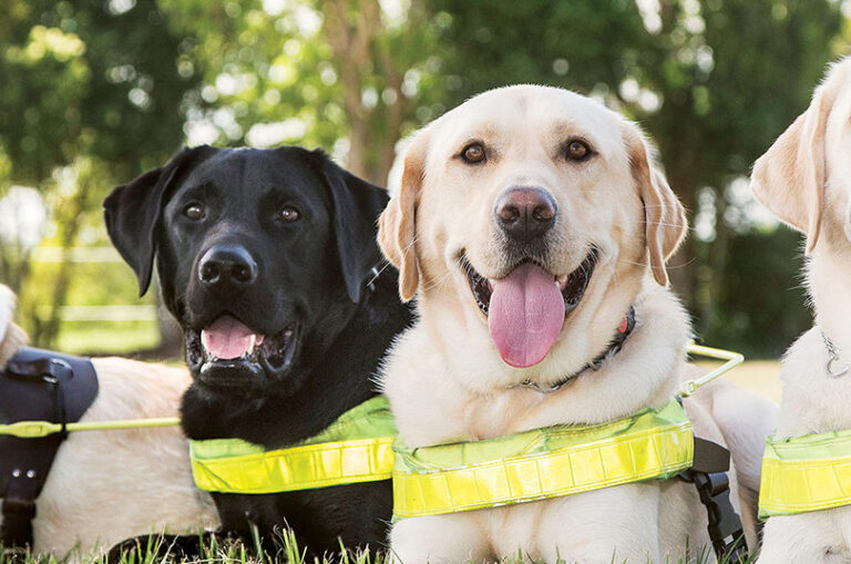 Guide Dogs Brand Ranking Announcement