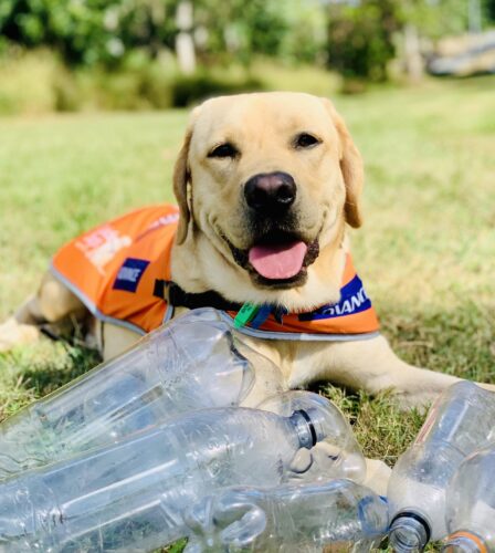 Do your bit for the planet while supporting future Guide Dogs!