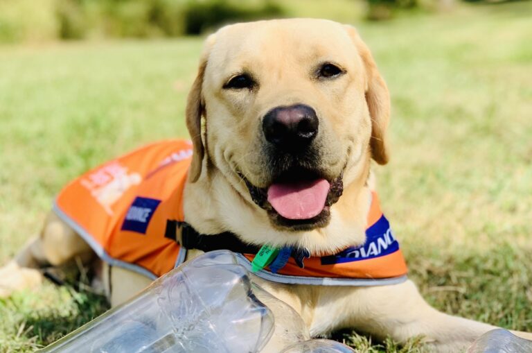 Do your bit for the planet while supporting future Guide Dogs!