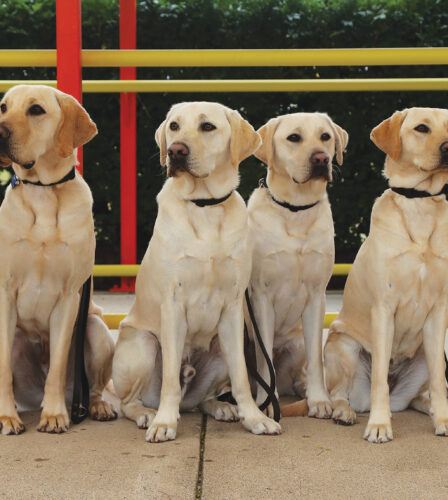 Miracle pups ready to change lives