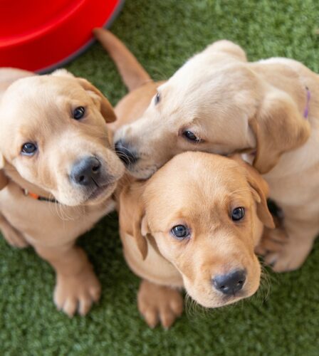 Queensland spirit shines through for newest litter of guide dog puppies