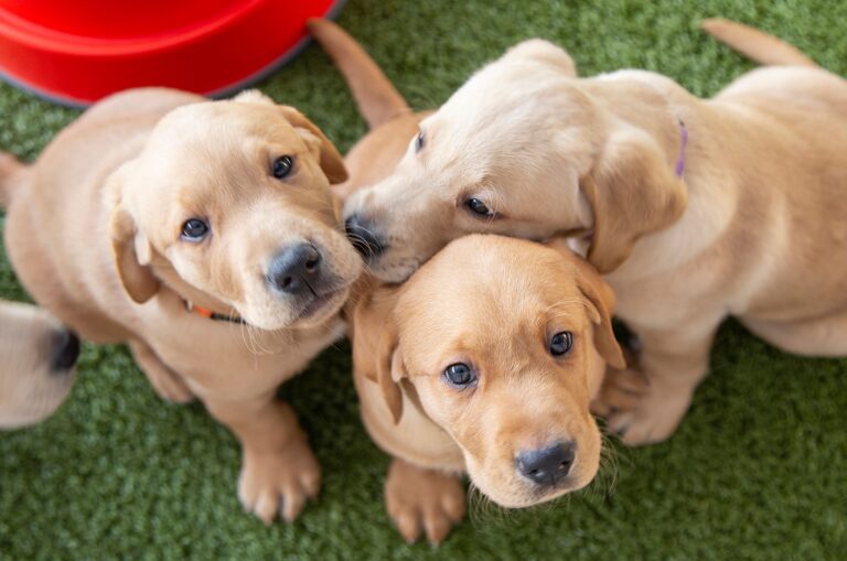 Queensland spirit shines through for newest litter of guide dog puppies