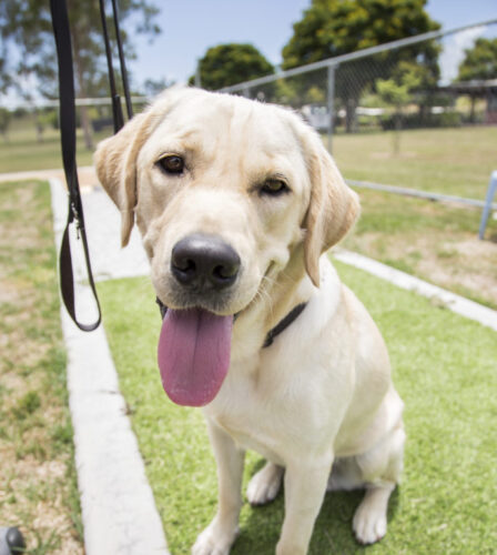 Keep your canine cool this summer