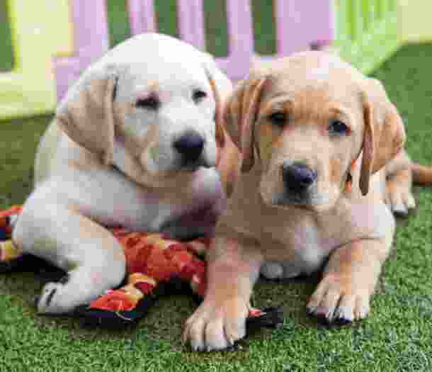 Two yellow eight week old labrador puppies sitting on some grass looking at the camera. One of the puppies has a dog toy under its front paw.