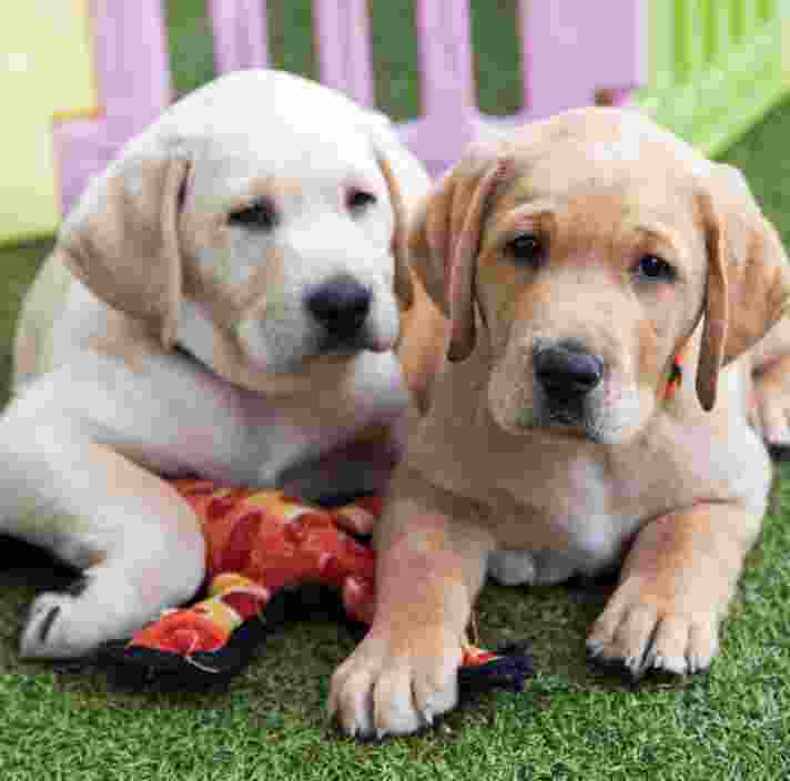 Two yellow eight week old labrador puppies sitting on some grass looking at the camera. One of the puppies has a dog toy under its front paw.