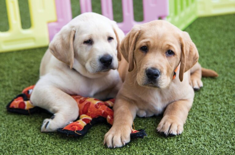 Two yellow eight week old labrador puppies sitting on some grass looking at the camera. One of the puppies has a dog toy under its front paw.