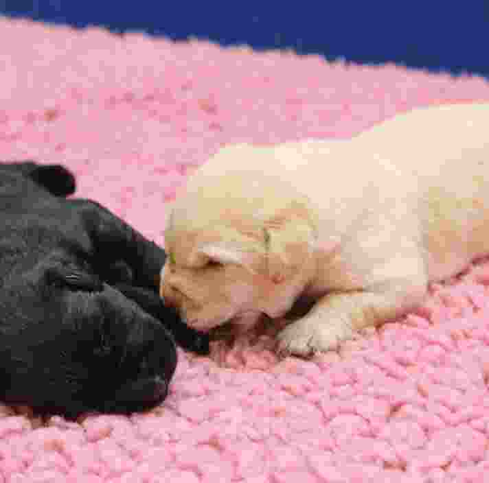 Two four week old labrador puppies, one black and one white, laying on a pink blanket next to each other.