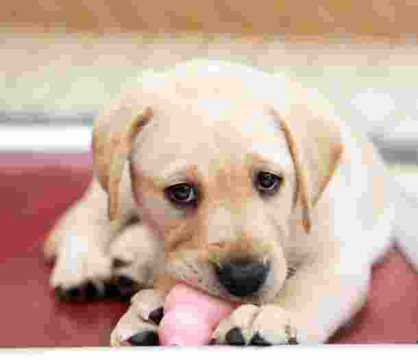 A yellow eight week old labrador puppy looking at the camera with a toy in its mouth.