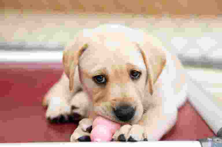 A yellow eight week old labrador puppy looking at the camera with a toy in its mouth.
