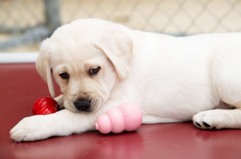 A small white Guide Dog puppy is laying on a red surface surrounded by chew toys.
