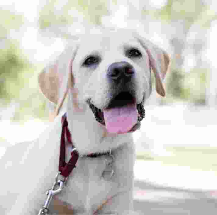 A yellow labrador dog standing outside on a lead looking at the camera with an open mouth.