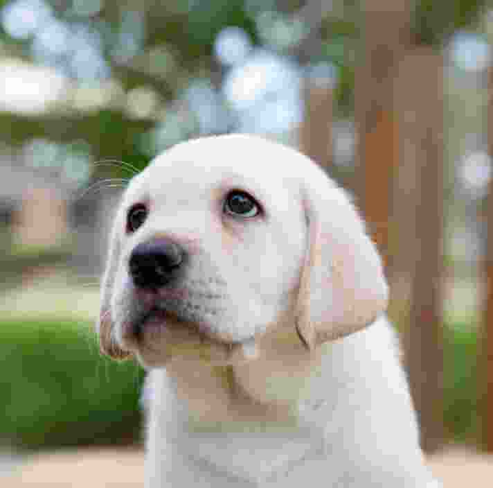 A yellow eight week old labrador puppy standing outside. The puppy is looking to the left of the camera.