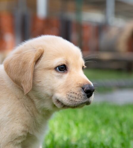 Essential Oil Toxicities in Dogs