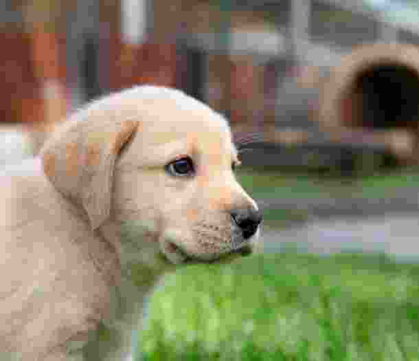 A yellow eight week old labrador puppy standing outside on some grass. The puppy is looking to the right of the camera.