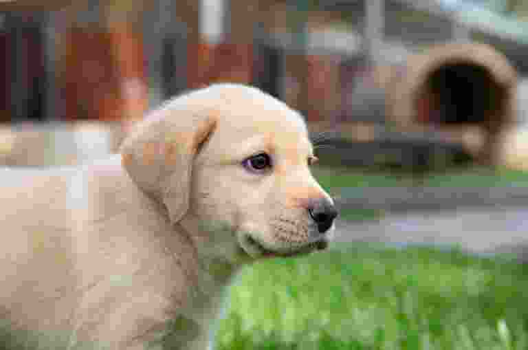 A yellow eight week old labrador puppy standing outside on some grass. The puppy is looking to the right of the camera.