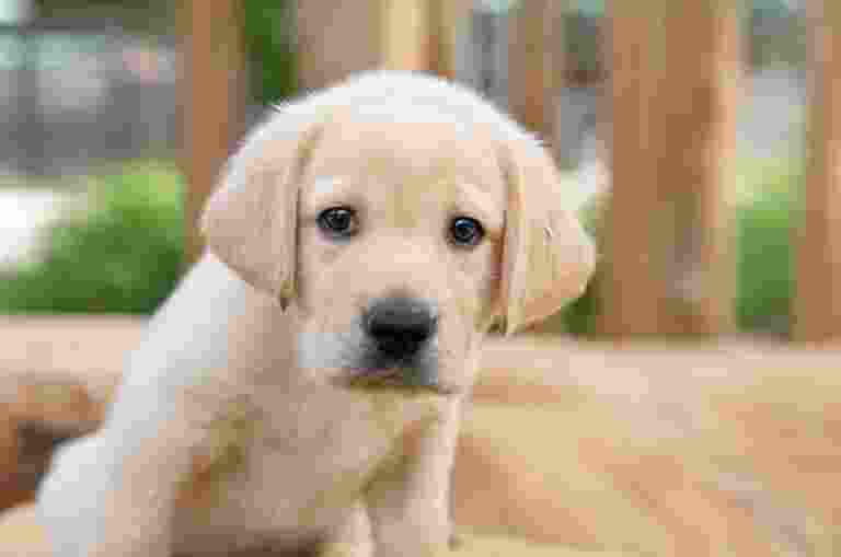 A yellow seven week old labrador puppy sitting outside looking at the camera.