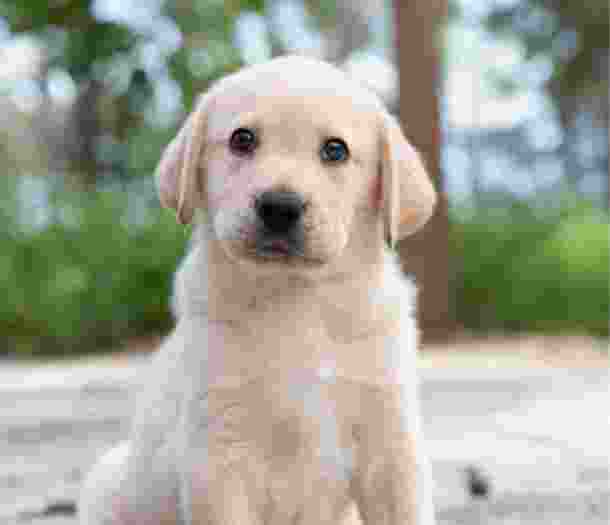 An eight week old yellow labrador puppy