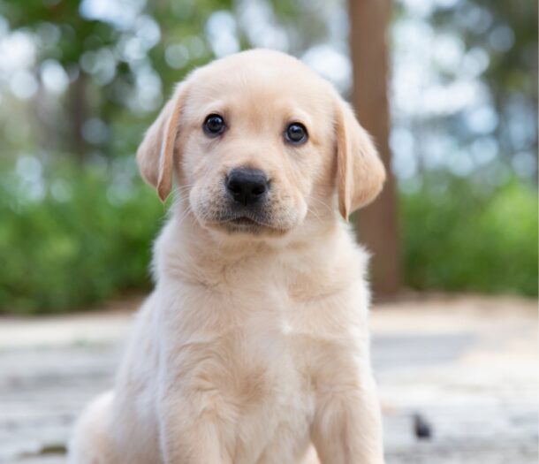 Request a service - Guide Dogs Queensland