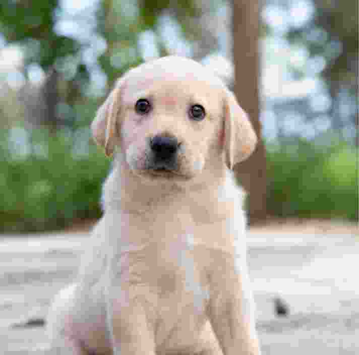An eight week old yellow labrador puppy